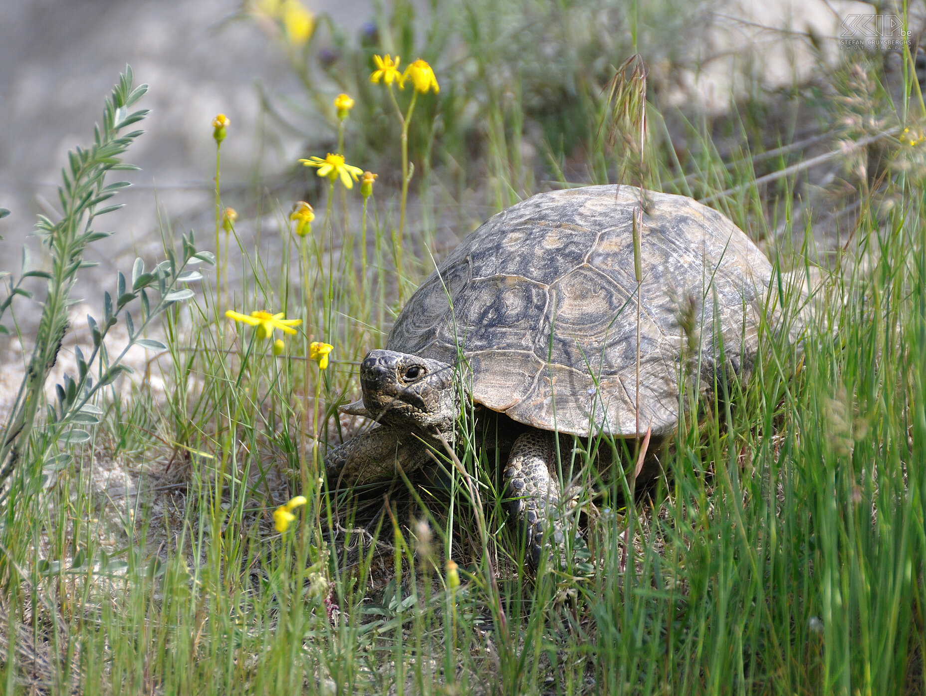 Cappadocia - Zemi valley - Tortoise  Stefan Cruysberghs